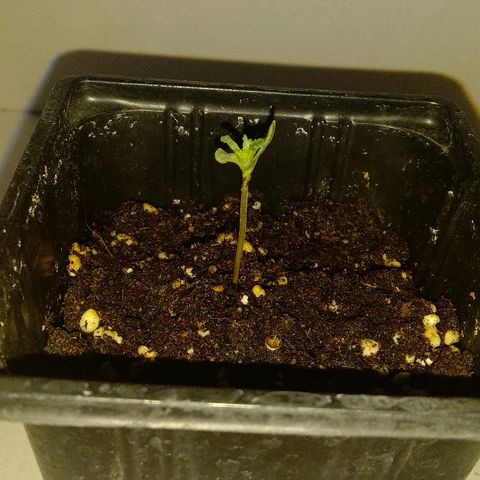 Michka #1 growlog timeline photo