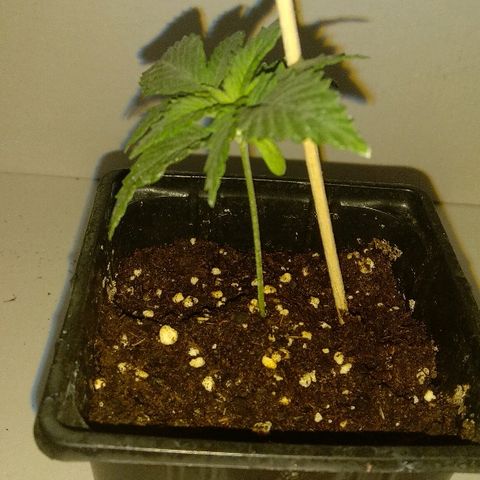 Silver Haze #1 growlog timeline photo