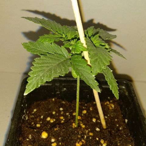 Silver Haze #1 growlog timeline photo