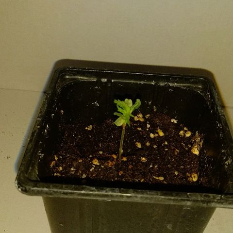Michka #1 growlog timeline photo