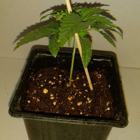 Silver Haze #1 growlog timeline photo