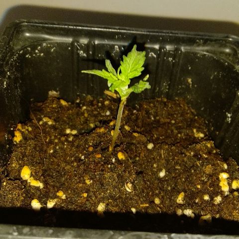 Michka #1 growlog timeline photo