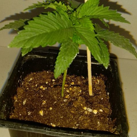 Silver Haze #1 growlog timeline photo