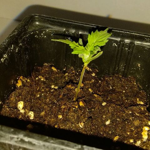 Michka #1 growlog timeline photo