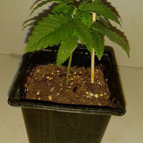 Silver Haze #1 growlog timeline photo