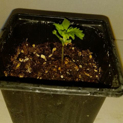 Michka #1 growlog timeline photo