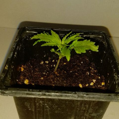 Michka #1 growlog timeline photo