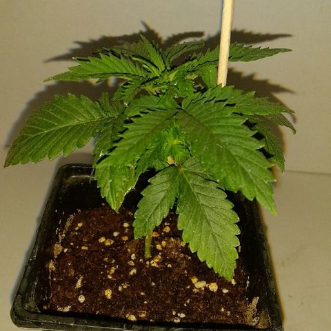 Silver Haze #1 growlog timeline photo