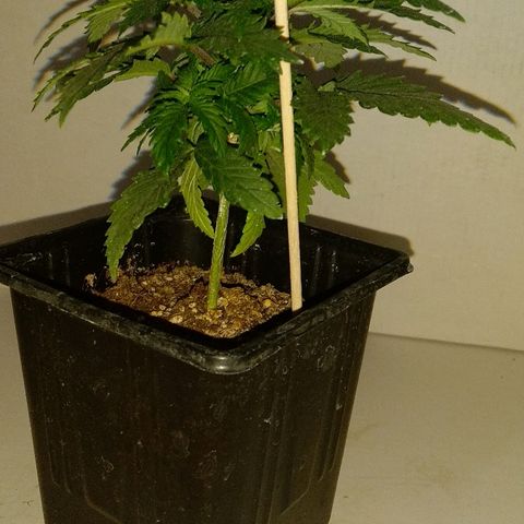 Silver Haze #1 growlog timeline photo