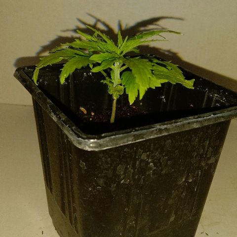 Michka #1 growlog timeline photo