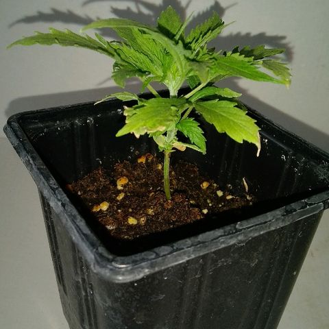 Michka #1 growlog timeline photo