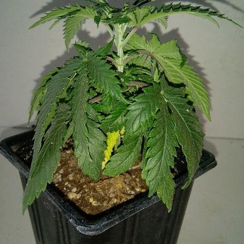 Silver Haze #1 growlog timeline photo
