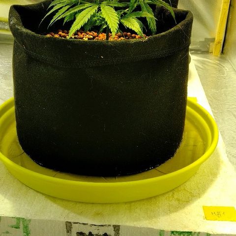 Michka #1 growlog timeline photo