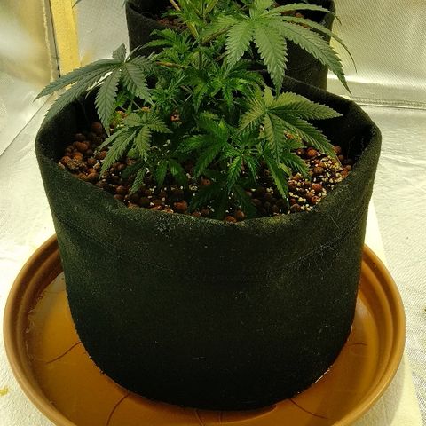 Silver Haze #1 growlog timeline photo