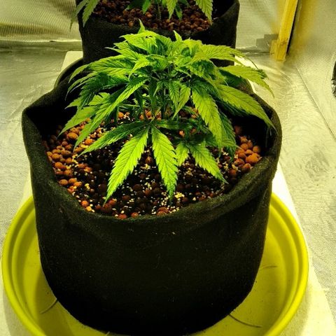 Michka #1 growlog timeline photo