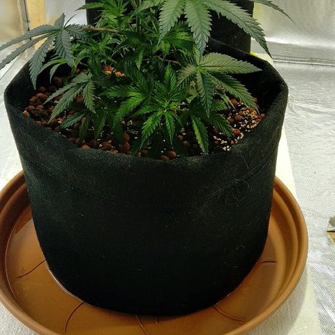 Silver Haze #1 growlog timeline photo