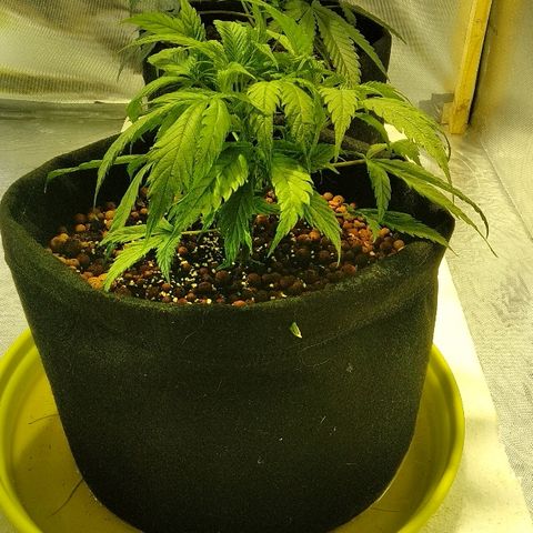 Michka #1 growlog timeline photo