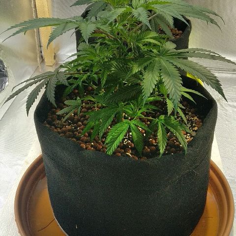 Silver Haze #1 growlog timeline photo
