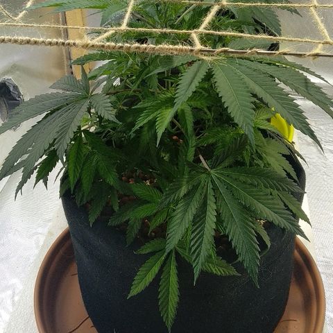 Silver Haze #1 growlog timeline photo
