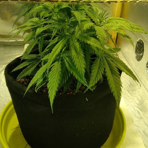 Michka #1 growlog timeline photo