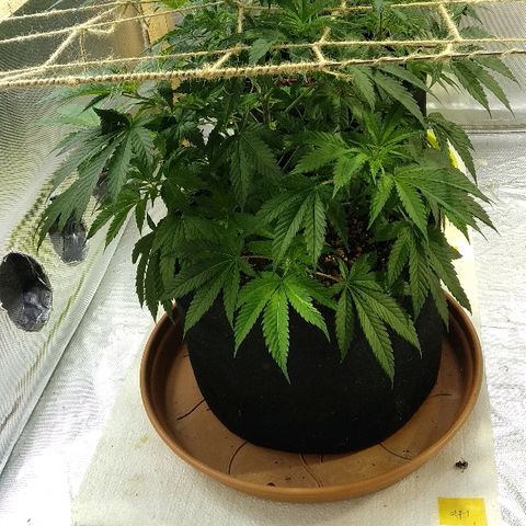 Silver Haze #1 growlog timeline photo