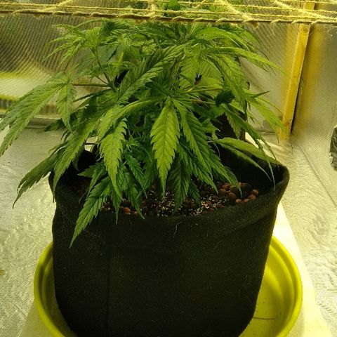 Michka #1 growlog timeline photo