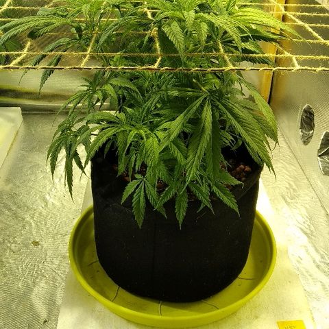 Michka #1 growlog timeline photo