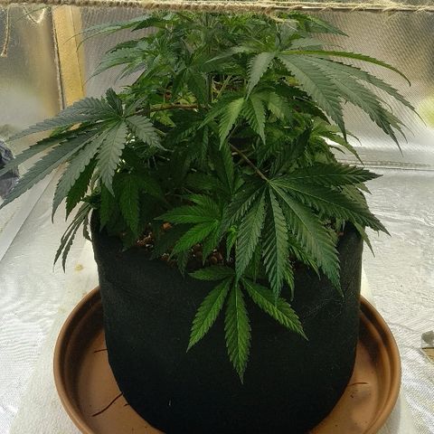 Silver Haze #1 growlog timeline photo