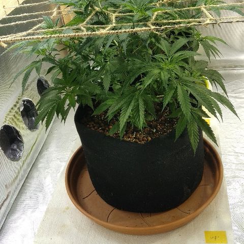 Silver Haze #1 growlog timeline photo