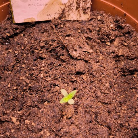  Auto Cheese - Auto Critical Hybride growlog photo: Wasser 