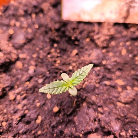  Auto Cheese - Auto Critical Hybride growlog timeline photo