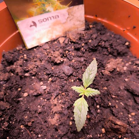 Auto Cheese - Auto Critical Hybride growlog photo: Gedüngert
