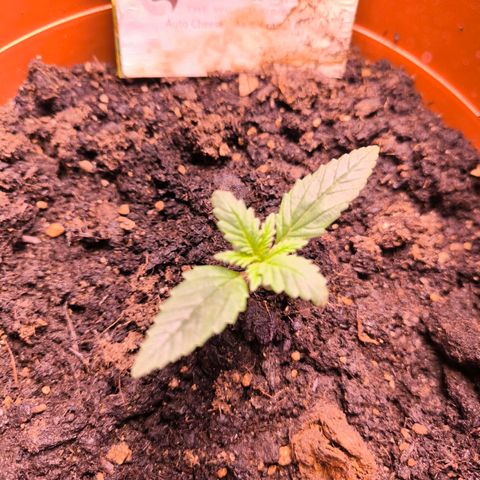 Auto Cheese - Auto Critical Hybride growlog timeline photo
