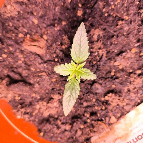  Auto Cheese - Auto Critical Hybride growlog timeline photo