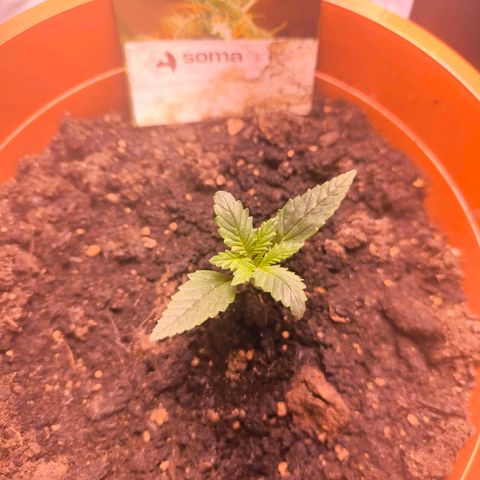  Auto Cheese - Auto Critical Hybride growlog timeline photo