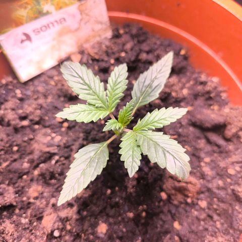  Auto Cheese - Auto Critical Hybride growlog timeline photo