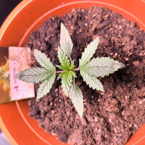  Auto Cheese - Auto Critical Hybride growlog timeline photo