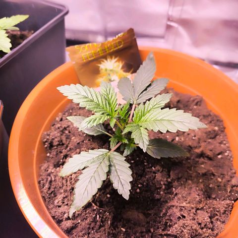  Auto Cheese - Auto Critical Hybride growlog timeline photo