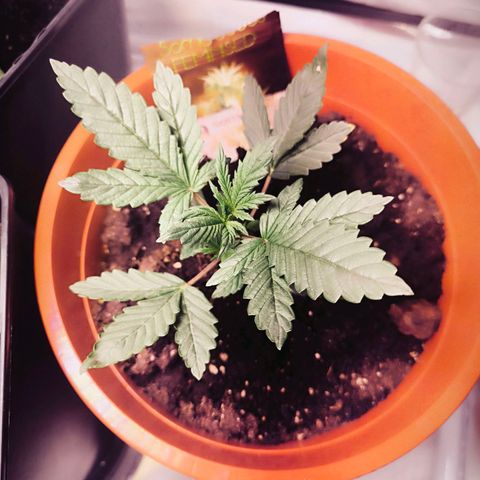  Auto Cheese - Auto Critical Hybride growlog photo: 23:48