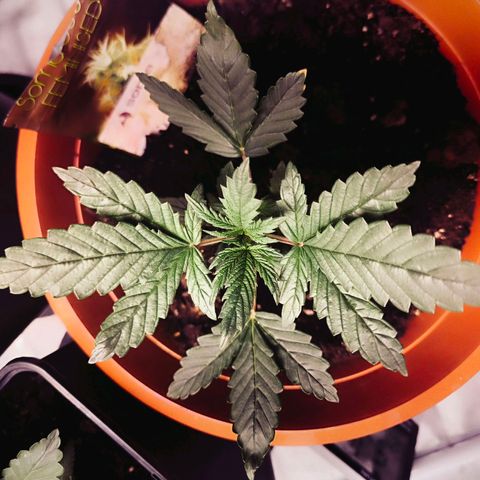  Auto Cheese - Auto Critical Hybride growlog photo: 23:48