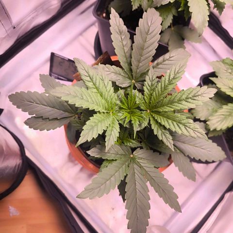  Auto Cheese - Auto Critical Hybride growlog timeline photo