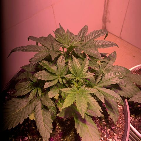 Gorilla Girl XL Auto growlog timeline photo