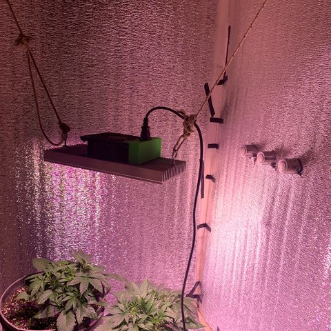 Gorilla Girl XL Auto growlog timeline photo