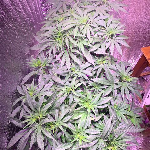 Gorilla Girl XL Auto growlog timeline photo