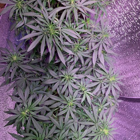Gorilla Girl XL Auto growlog timeline photo