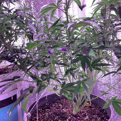 Gorilla Girl XL Auto growlog timeline photo