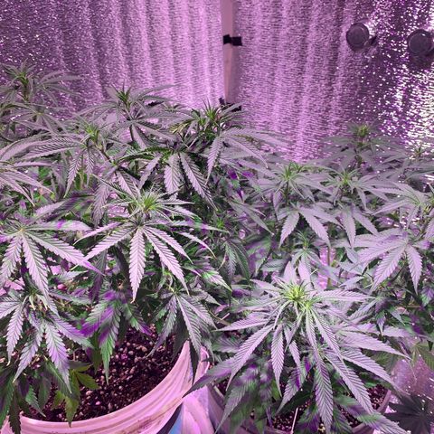Gorilla Girl XL Auto growlog timeline photo