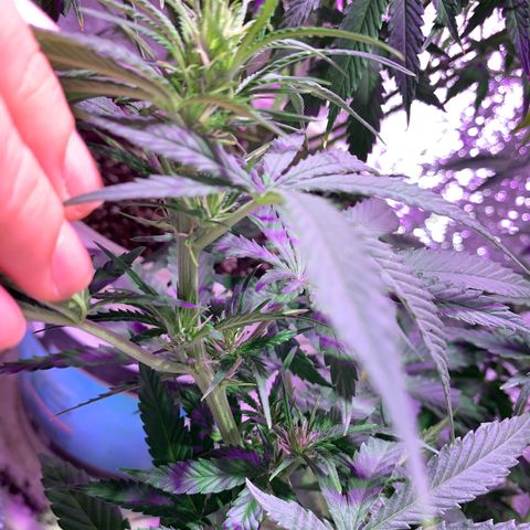 Gorilla Girl XL Auto growlog timeline photo