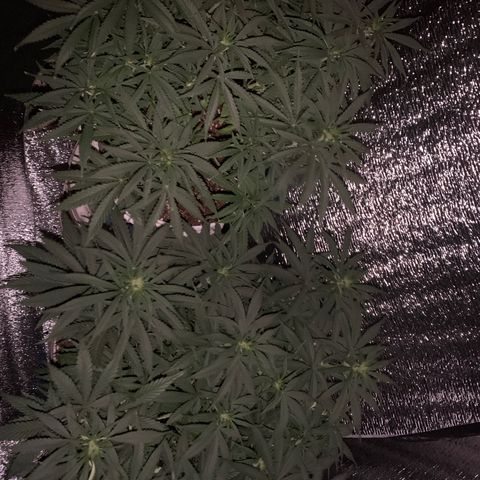 Gorilla Girl XL Auto growlog timeline photo