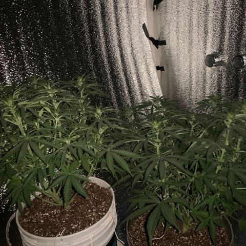 Gorilla Girl XL Auto growlog timeline photo